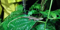 Anolis maculiventris
