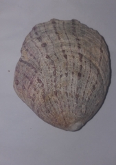 Spondylus gaederopus