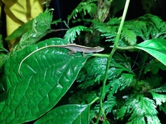 Anolis maculiventris