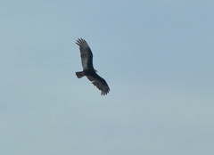 Cathartes burrovianus