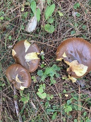 Suillus granulatus