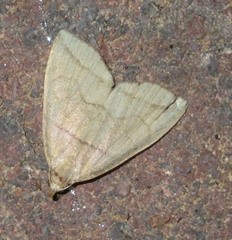 Herminia grisealis