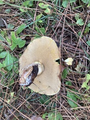 Suillus granulatus