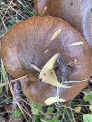Suillus granulatus