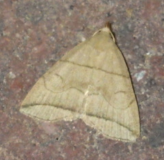Herminia grisealis