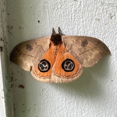 Automeris liberia