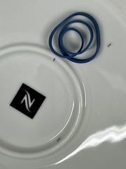 Monomorium pharaonis