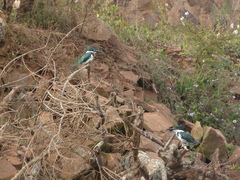 Chloroceryle amazona