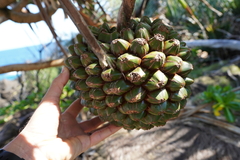 Pandanus utilis