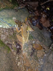 Polypedates leucomystax