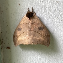Automeris liberia