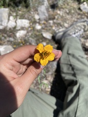 Sclerocarpus uniserialis