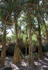 Pandanus utilis