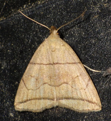 Herminia grisealis