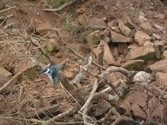 Chloroceryle amazona