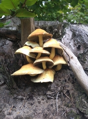 Armillaria mellea