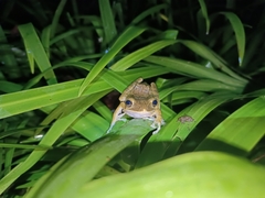 Polypedates leucomystax