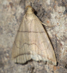Herminia grisealis