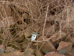 Chloroceryle amazona