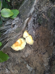 Armillaria mellea