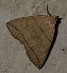 Herminia grisealis