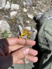Sclerocarpus uniserialis