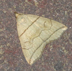 Herminia grisealis