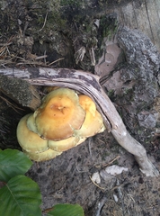Armillaria mellea