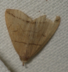 Herminia grisealis