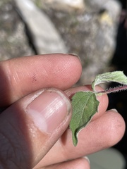 Sclerocarpus uniserialis