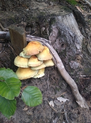 Armillaria mellea