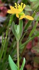 Hypericum gramineum