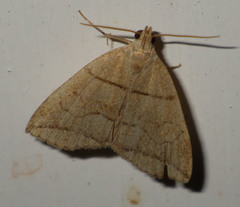 Herminia grisealis