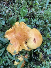 Gymnopilus