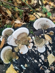 Trametes hirsuta