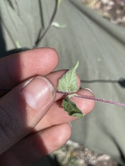 Sclerocarpus uniserialis