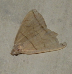 Herminia grisealis