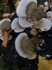 Trametes hirsuta