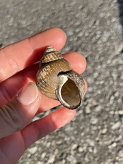 Cipangopaludina chinensis