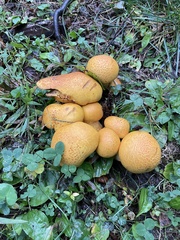 Gymnopilus