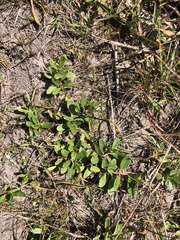 Phyla nodiflora minor