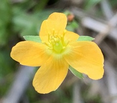 Hypericum gramineum