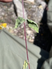 Sclerocarpus uniserialis