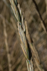 Thinopyrum obtusiflorum