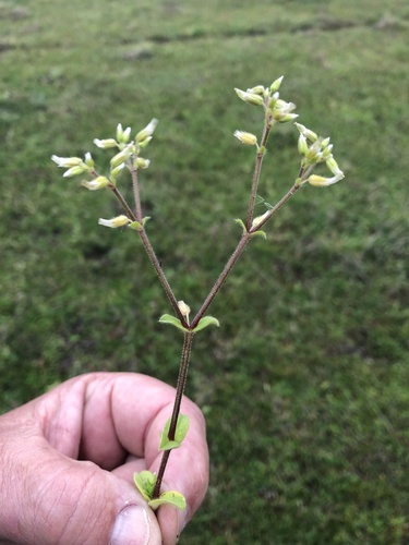 Sticky mouse-ear chickweed