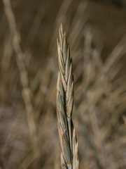 Thinopyrum obtusiflorum