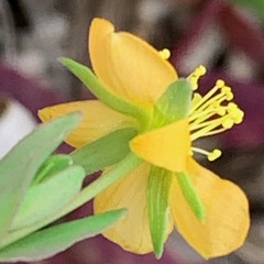 Hypericum gramineum