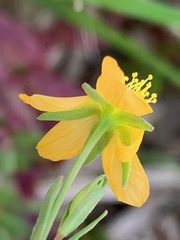 Hypericum gramineum