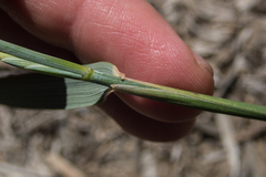 Thinopyrum obtusiflorum