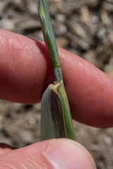 Thinopyrum obtusiflorum